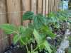 haricots-chantier-jeunes