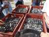 plantations-2-chantier-jeunes